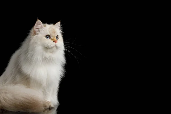 Gato Británico Peludo Piel Punto Color Ojos Azules Sentados Lado —  Fotos de Stock