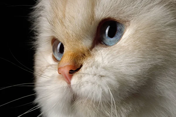 イギリス猫のクローズアップ肖像画 カラーポイントファーとブルーの目が孤立した黒の背景にある — ストック写真