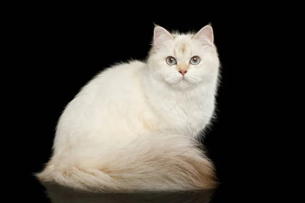 แมวพ งกฤษ ขาวท เวทมนตร ตาส าเง นและหางขนส งอย บนพ นหล — ภาพถ่ายสต็อก