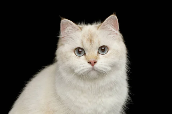 Retrato Gato Britânico Ponto Cor Branco Com Olhos Azuis Adoráveis — Fotografia de Stock
