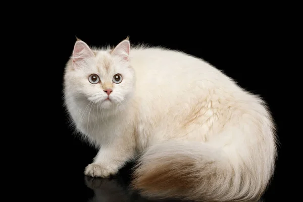 แมวพ งกฤษ ขาวท เวทมนตร ตาส าเง นและหางขนส Crouch บนพ นหล — ภาพถ่ายสต็อก