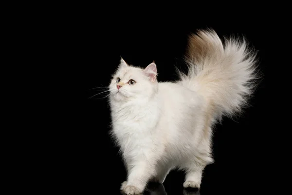 Furry British Cat White Color Point Walk Adorable Tail Isolated — Stock Photo, Image