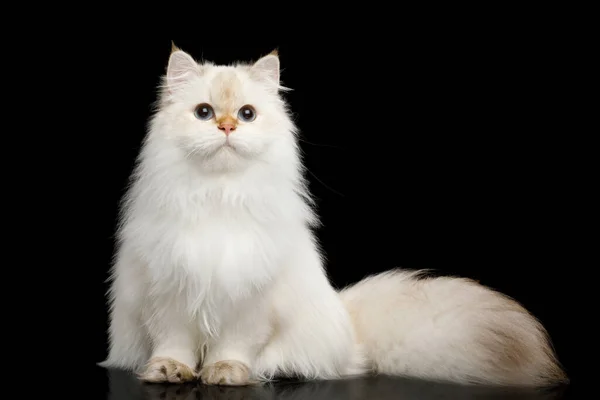 British Breed Cat White Color Point Magic Blue Eyes Furry — Stock Photo, Image