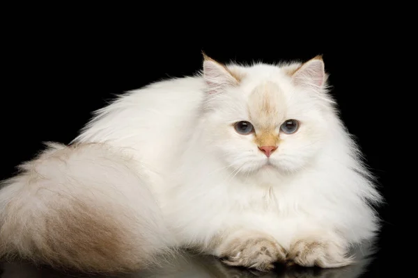 Britische Rasse Cat White Color Point Mit Magischen Blauen Augen — Stockfoto