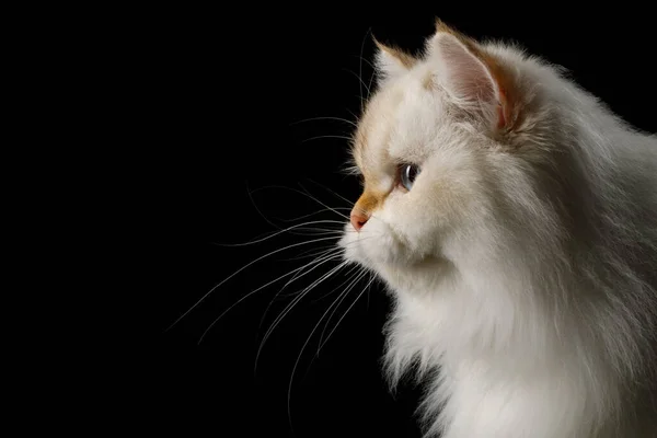 Portrét Chlupaté Britské Cat White Barevný Bod Rozkošné Modré Oči — Stock fotografie