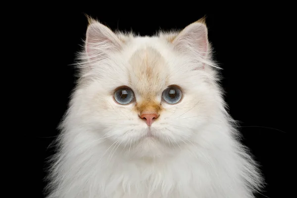 Портрет Пушистой Британской Кошки Белого Цвета Восхитительными Голубыми Глазами Изолированном — стоковое фото