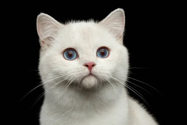 Close Portrait Furry British Breed Cat White Color Magic Blue — Stock Photo, Image