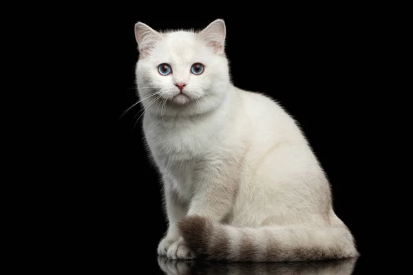 Αξιολάτρευτο Βρετανική Φυλή Cat Λευκό Χρώμα Μαγικά Μπλε Μάτια Καθισμένος — Φωτογραφία Αρχείου
