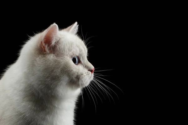 Close Furry British Breed Cat White Color Magic Blue Eyes — Stock Photo, Image