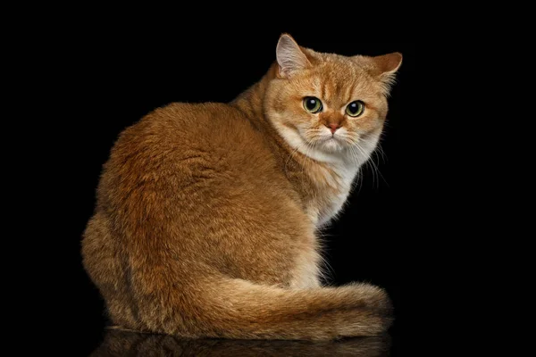 Furry British Breed Cat Gold Chinchilla Color Sitting Looking Back — Stock Photo, Image