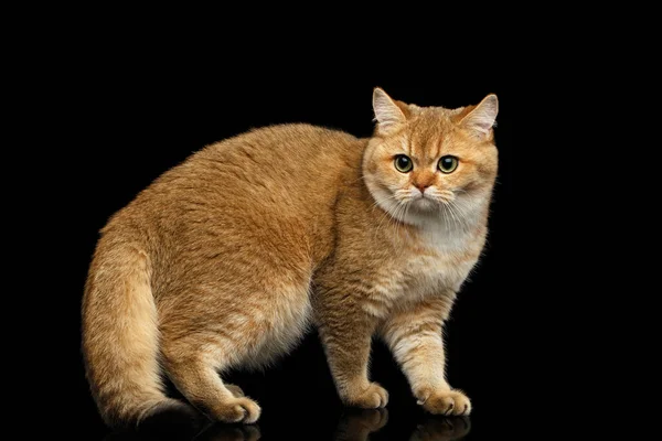 Gato Británico Peludo Con Piel Chinchilla Dorada Ojos Verdes Pie — Foto de Stock