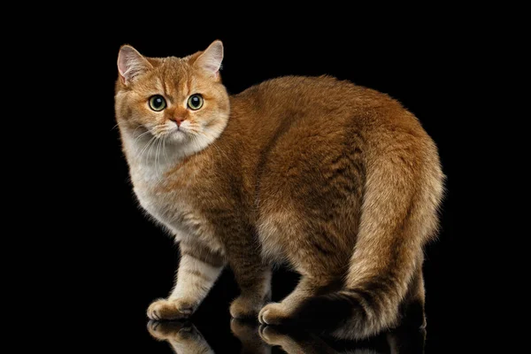 Pelzige Britische Rasse Katze Gold Chinchilla Farbe Stehen Und Schauen — Stockfoto