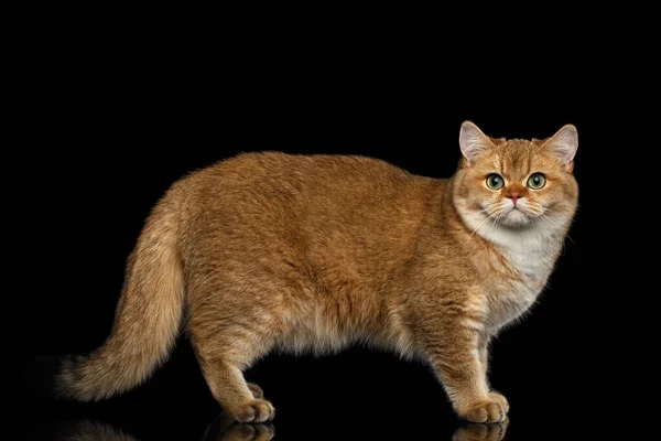 毛茸茸的英国品种猫科动物金丝雀的颜色站立和观看相机 孤立的黑色背景 轮廓视图 — 图库照片