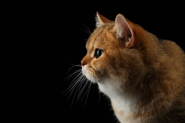 Ritratto Ravvicinato Razza Britannica Cat Gold Chinchilla Colore Isolato Sfondo — Foto Stock