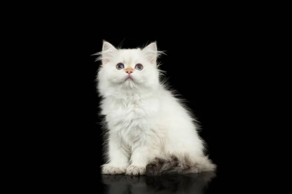 Furry British Breed Kitten White Color Sitting Looking Isolated Black — Stock Photo, Image