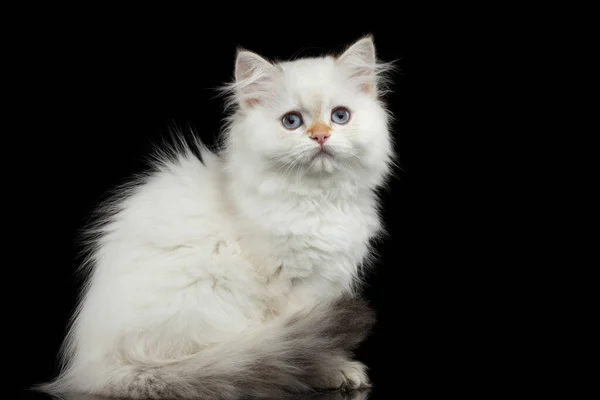 Furry British Breed Kitty White Color Sitting Looking Isolated Black — Stock Photo, Image