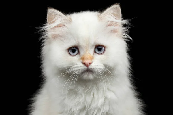 クローズアップ毛皮の英国品種子猫の白い色隔離された黒の背景にカメラを見る — ストック写真