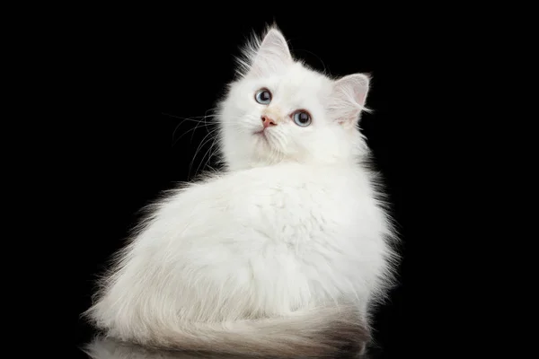 Peloso Razza Britannica Kitty Colore Bianco Seduta Guardando Indietro Isolato — Foto Stock