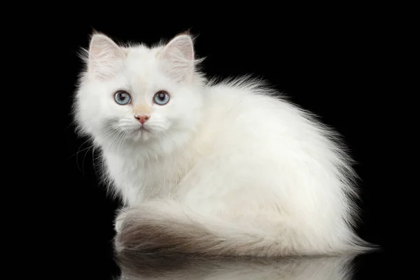 Furry Britse Ras Kitty Witte Kleur Zitten Kijken Camera Geïsoleerde — Stockfoto