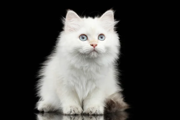 Furry British Breed Kitty White Color Sitting Looking Isolated Black — Stock Photo, Image