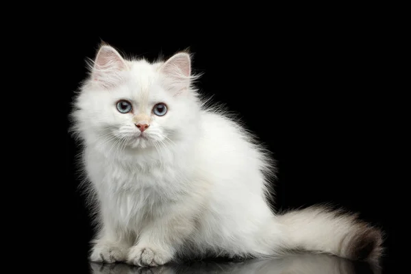 Furry British Breed Kitty White Color Sitting Looking Camera Isolated — Stock Photo, Image