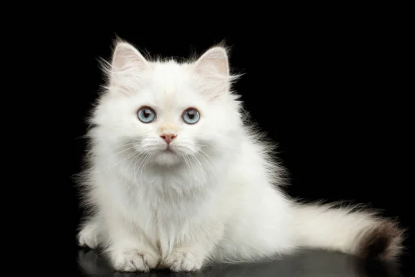 Furry British Breed Kitten White Color Fur Blue Eyes Sitting — Stock Photo, Image