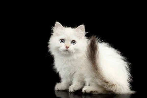 Furry British Breed Kitten White Color Fur Blue Eyes Sitting — Stock Photo, Image