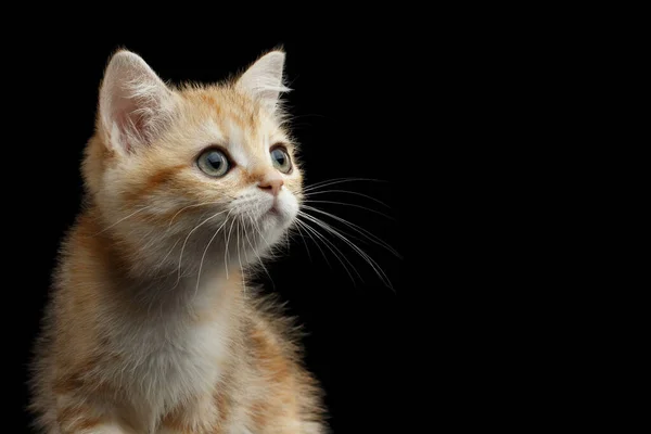 Close Retrato Gatinho Britânico Com Pele Vermelha Olhos Verdes Olhar — Fotografia de Stock