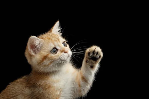 Close British Kitten Red Fur Green Eyes Plays Paw Looks — Stock Photo, Image
