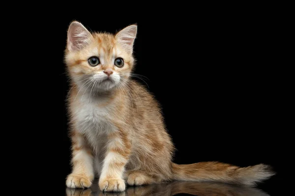 Cute Brytyjski Rasy Kitty Gold Chinchilla Kolor Tabby Siedzi Izolowane — Zdjęcie stockowe