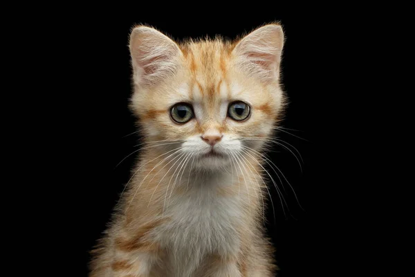 近くで何が起きているのでしょうか フォックスからの赤い毛皮 緑の目と耳を持つ英国の子猫の肖像 隔離された黒い背景のカメラの中の星 フロントビュー — ストック写真