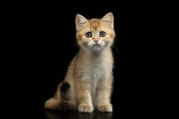 British Kitten Red Fur Green Eyes Sitting Stare Camera Isolated — Stock Photo, Image