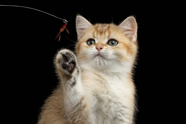 Nahaufnahme Verspielte Britische Rasse Kitty Gold Chinchilla Farbe Mit Tabby — Stockfoto