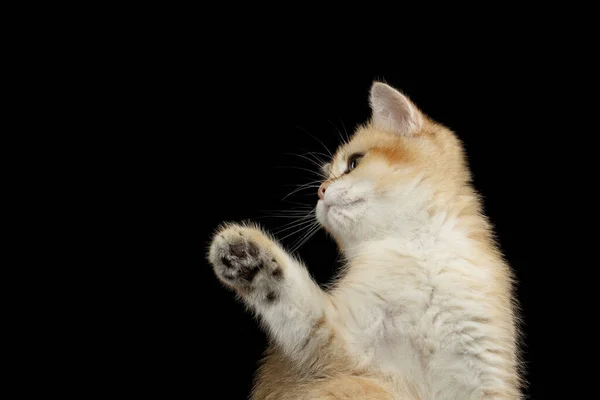 British Kitten Red Fur Green Eyes Plays Paw Looks Interactive — стокове фото
