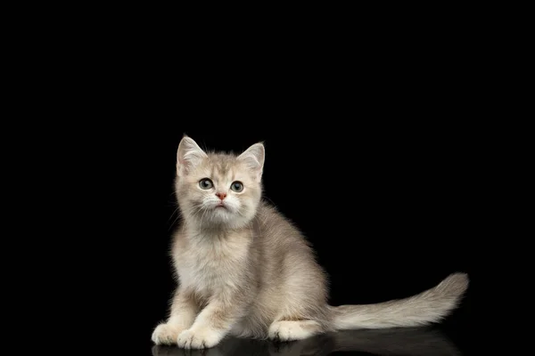 British Kitten Red Fur Green Eyes Seduta Con Lunga Coda — Foto Stock