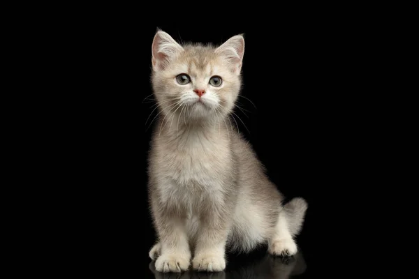 Gattino Britannico Pelliccia Rossa Occhi Verdi Seduto Guardare Macchina Fotografica — Foto Stock