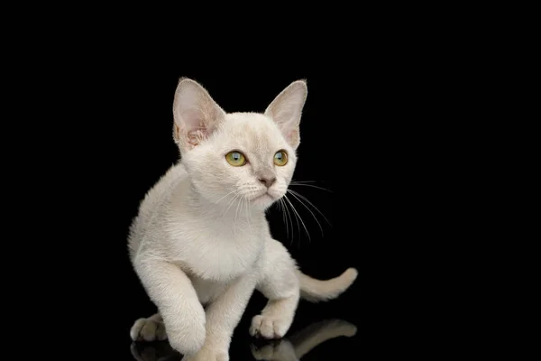 Giocoso Gattino Birmano Bianco Con Occhi Verdi Sfondo Nero Isolato — Foto Stock