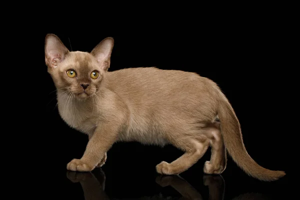 Burmese Kitten Mit Gelben Augen Schokopelz Auf Isoliertem Schwarzem Hintergrund — Stockfoto