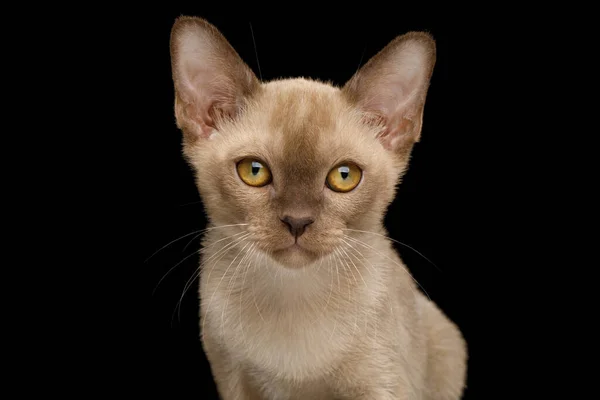 Portret Birmańskiego Kociaka Żółtymi Oczami Czekoladowe Futro Izolowanym Czarnym Tle — Zdjęcie stockowe