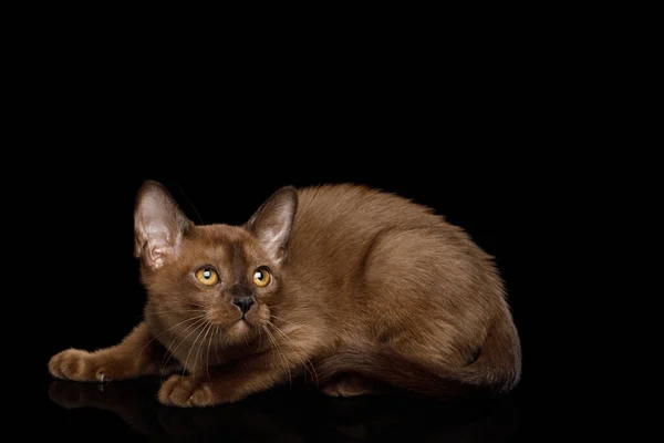 Gatito Birmano Juguetón Con Ojos Amarillos Piel Gris Sobre Fondo —  Fotos de Stock