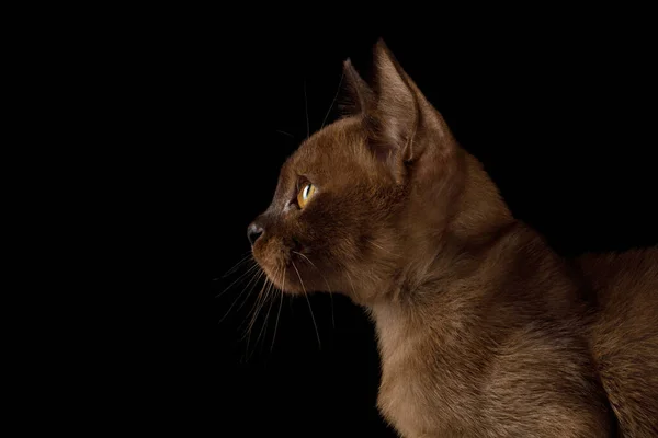 孤立した黒の背景に黄色の目の安定した毛皮とビルマ子猫の肖像画 プロフィールビュー — ストック写真