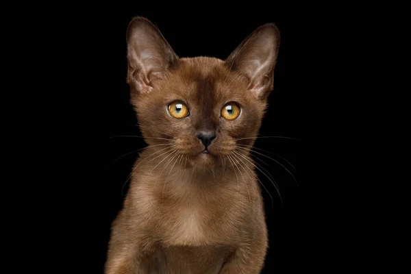 黒い背景に黄色の目で安定した毛皮を持つビルマの子猫の肖像画 フロントビュー — ストック写真