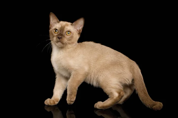 ビルマ子猫と黄色の目チョコレート毛皮の隔離された黒の背景 サイドビュー — ストック写真