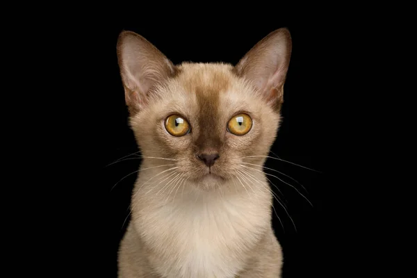 Porträtt Burmesiska Kattunge Med Gula Ögon Choklad Päls Isolerad Svart — Stockfoto