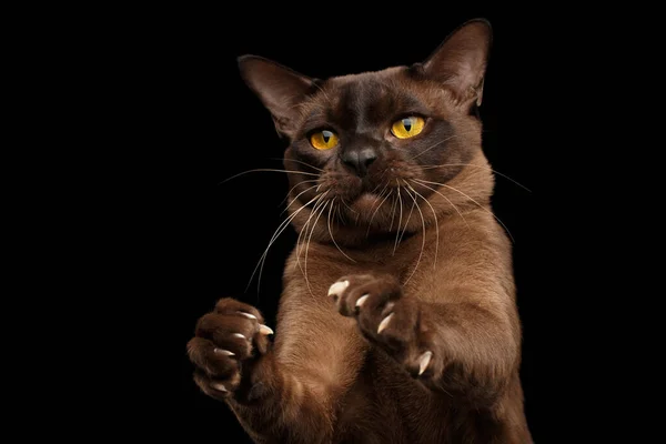 Nahaufnahme Braune Burmesische Katze Die Beute Macht Ihre Scharfen Krallen — Stockfoto