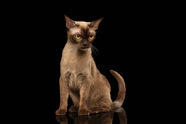 Gorgeous Unhappy Burmese Cat Yellow Eyes Sitting Looking Back Isolated — Stock Photo, Image