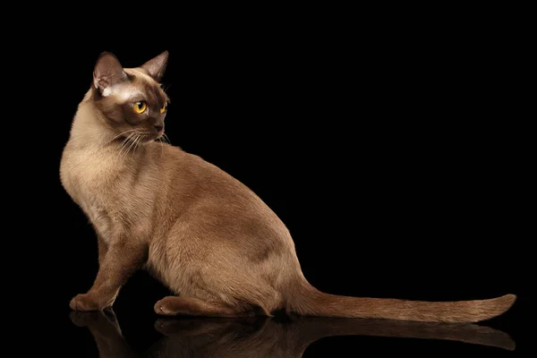 Underbara Burmesiska Katt Med Gula Ögon Sitter Och Ser Tillbaka — Stockfoto