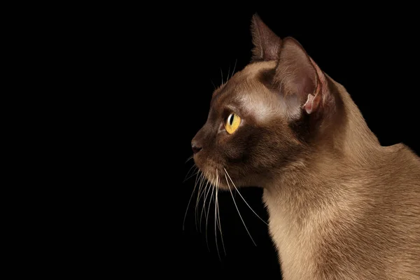 クローズアップ孤立した黒の背景に黄色の目を持つ豪華なビルマ猫の肖像画 プロフィールビュー — ストック写真
