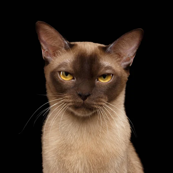 Portrait Grumpy Brown Burmese Cat Gazing Camera Isolated Black Background — Stock Photo, Image