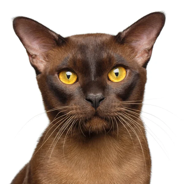 Porträtt Sobel Burmesisk Katt Nyfiken Stirra Kameran Isolerad Vit Bakgrund — Stockfoto